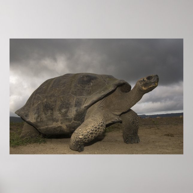 Poster Galapagos Giant Tortoise Geochelone (Devant)