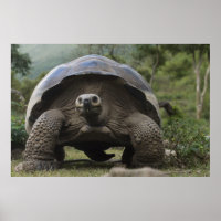 Galapagos Giant Tortoises Geochelone