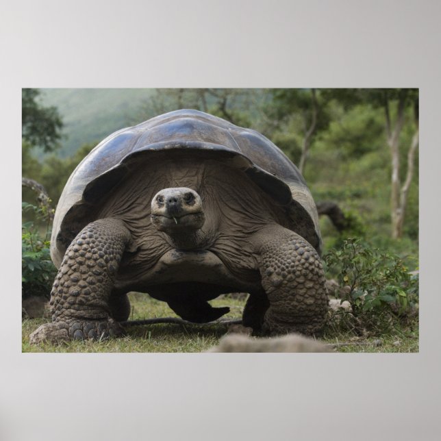 Poster Galapagos Giant Tortoises Geochelone (Devant)