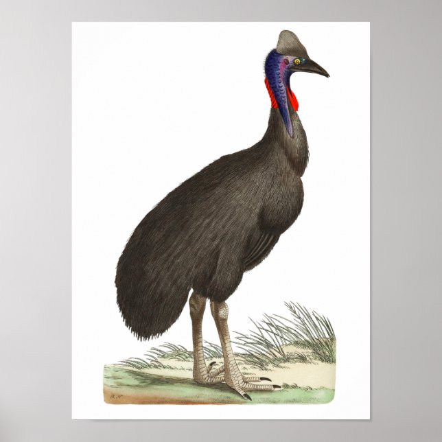 Poster Galeated Cassowary par George Shaw (Devant)