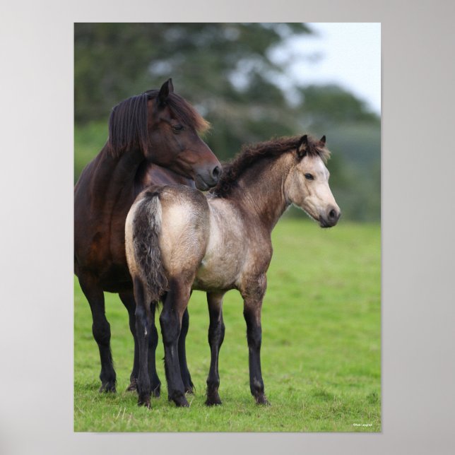 Poster Gallois Section D Mare et pied de poulain (Devant)