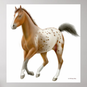 Poster Galloping Appaloosa Horse Print