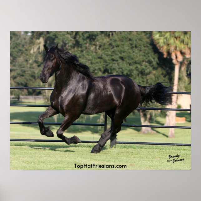Poster Galloping Friesian Beauty (Devant)