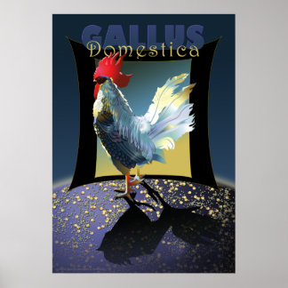 Poster Gallus Domestica
