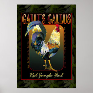 Poster Gallus Gallus International