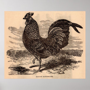 Poster Galus Sonneratii du 19e siècle