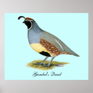 Poster Gambel's Desert Quail