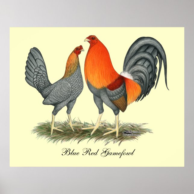 Poster Gamefowl rouge bleu (Devant)