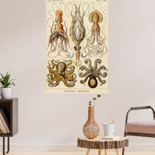 Poster Gamochonia de calmar de poulpe par Ernst Haeckel