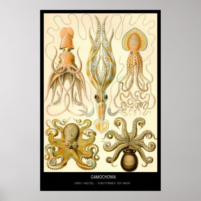 Poster Gamochonia - Plaque 54 - Kunstformen der Natur (Devant)