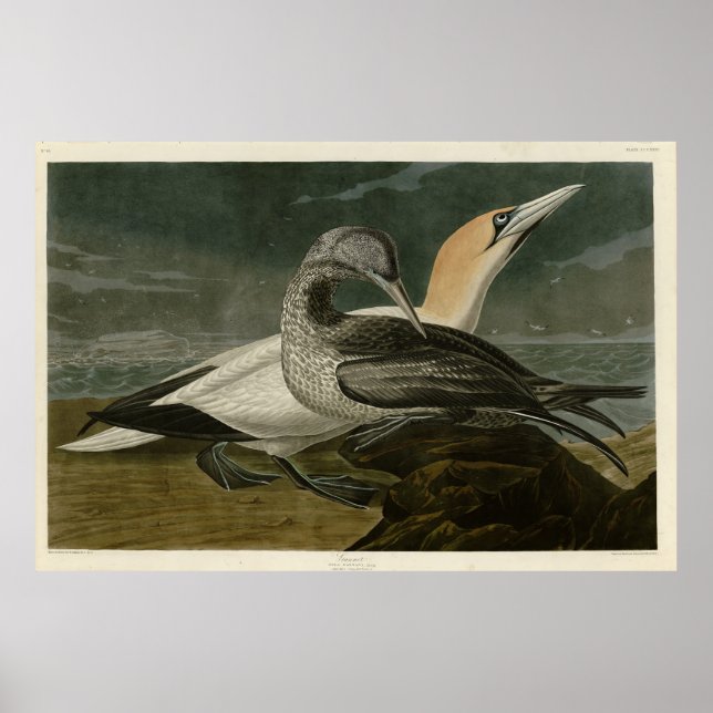 Poster Gannet (Northern Gannet) Audubon Birds of America (Devant)