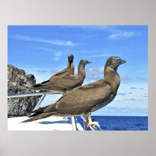 Poster Gannet Trio