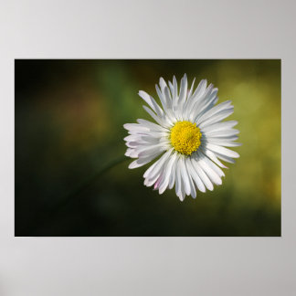 Poster Gänseblümchen-Blume Floral Naturfotografie