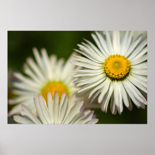 Poster Gänseblümchen Blumen Floral Naturfotografie