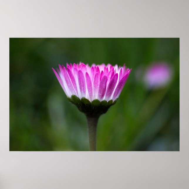 Poster Gänseblümchen Fotografie (Vorne)