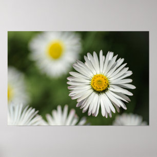 Poster Gänseblümchen in Blüte