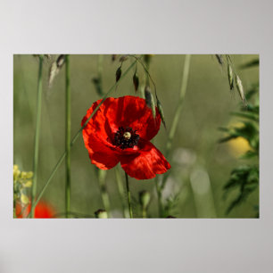 Poster Garde de pavots
