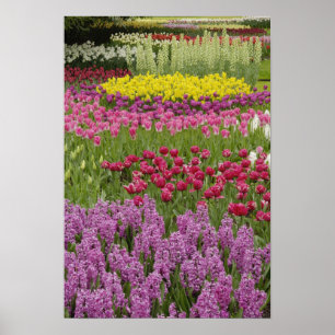 Poster Garden of tulips, daffodils, and hyacinth