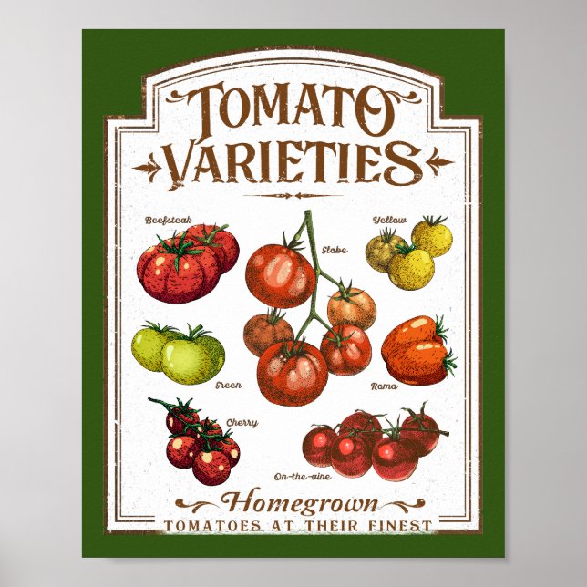 Poster Gardener de tomates, jardinage de tomates végétale (Devant)
