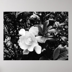 Poster Gardenia,