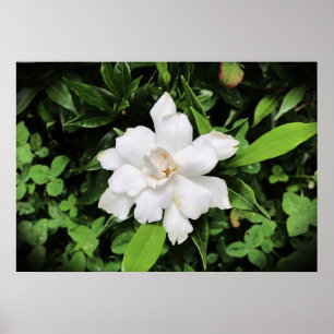 Poster Gardenia,