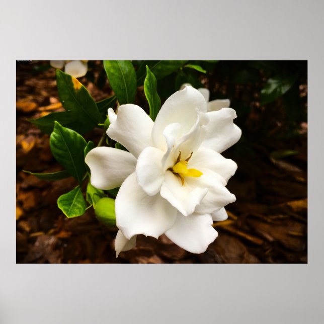 Poster Gardenia, (Devant)