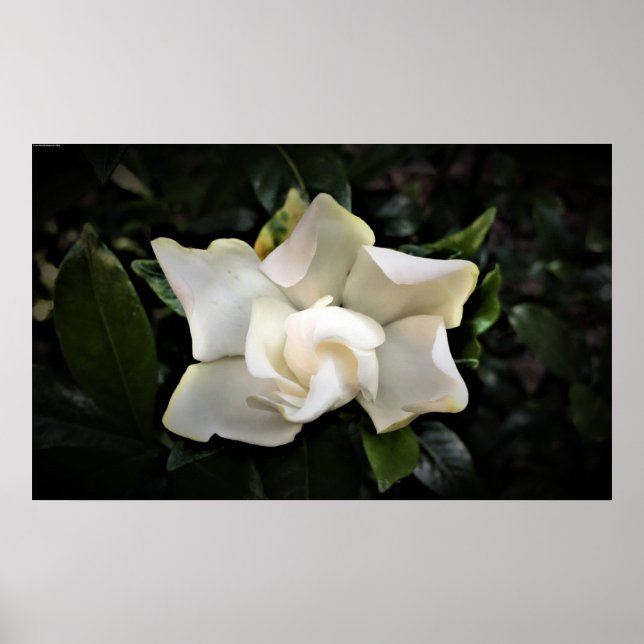 Poster Gardenia, (Devant)