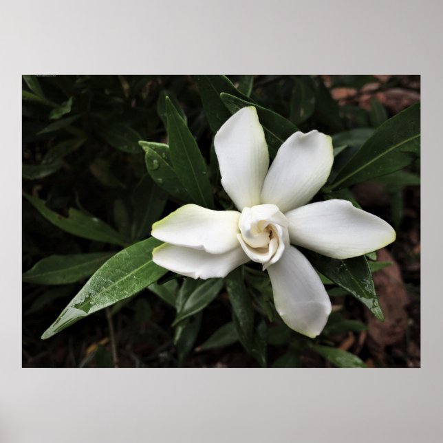 Poster Gardenia, (Devant)