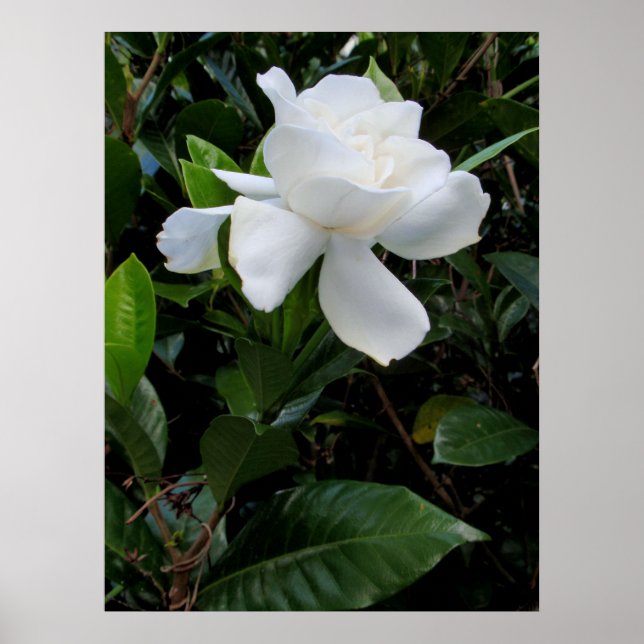 Poster Gardenia hawaïenne (Devant)