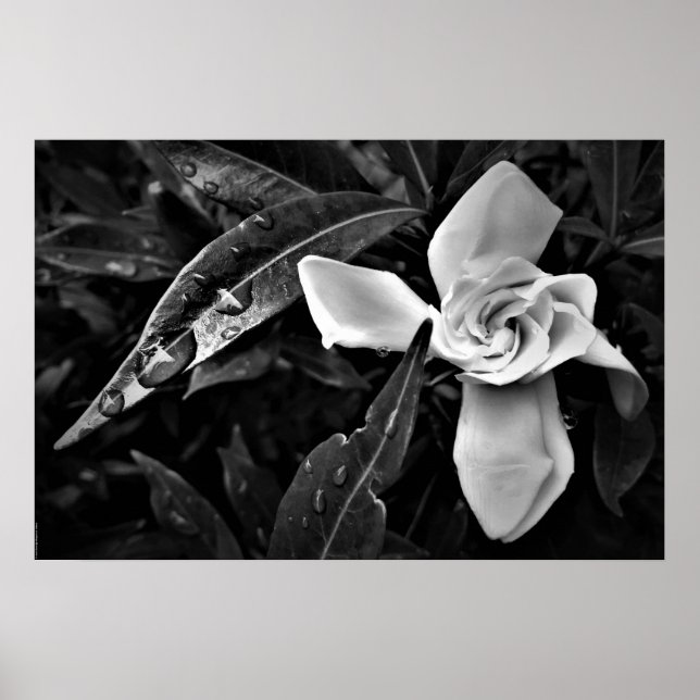 Poster Gardenia - Noir, (Devant)