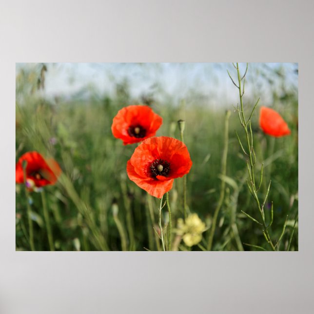 Poster Garder des pavots (Devant)