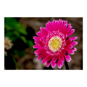 Poster Garvinea Sweet Fiesta Gerber marguerite