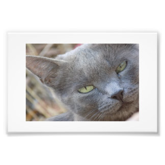 Póster gato azul ruso fotodruck