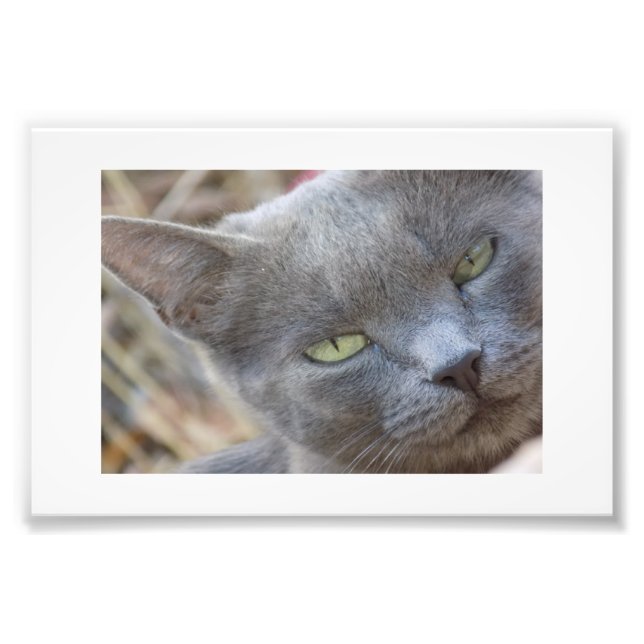 Póster gato azul ruso fotodruck (Vorne)