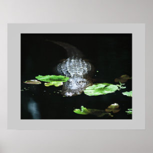 Poster Gator