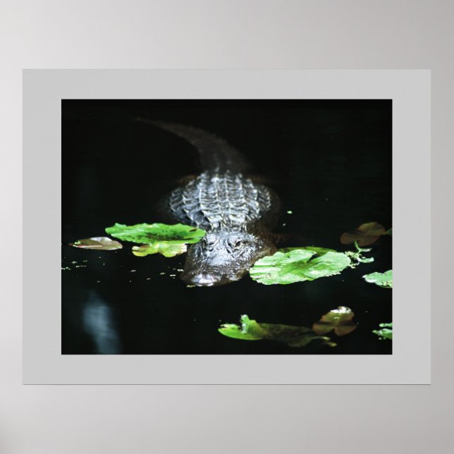 Poster Gator (Devant)