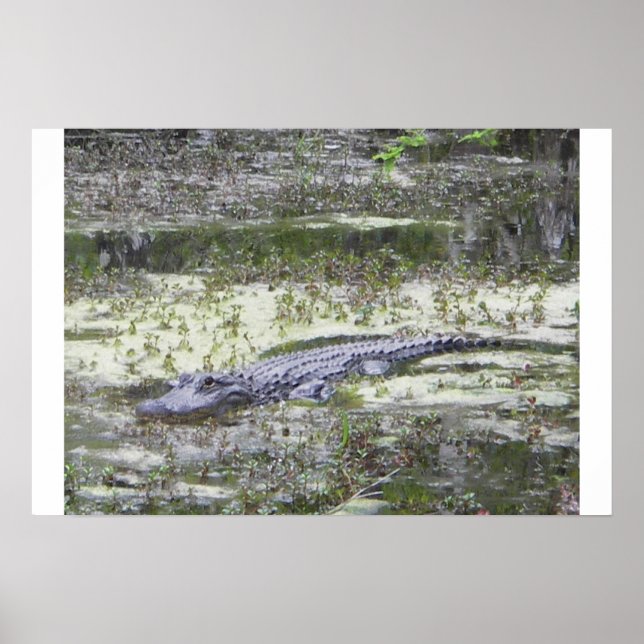 Poster Gator (Devant)