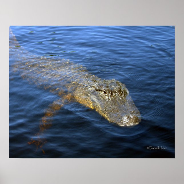 Poster Gator (Devant)