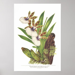 Poster Gautieri de Zygopetalum