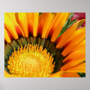 Poster Gazania