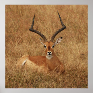 Poster Gazelle Big Horn avec