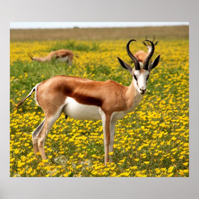 Poster Gazelle dans le pré (Devant)