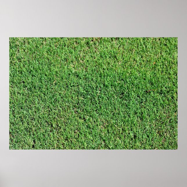 Poster Gazon vibrant de couleur verte (Devant)