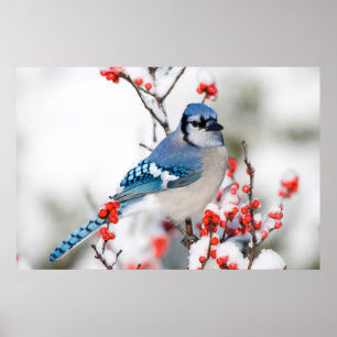 Poster Geai bleu dans l'aubépine d'hiver commun