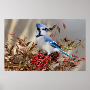 Poster Geai bleu dans le bambou céleste Nandina
