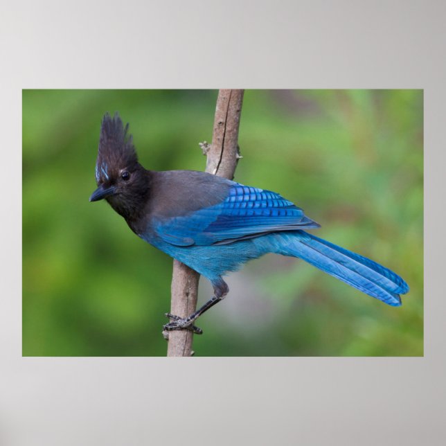 Poster Geai de Steller 1 (Devant)