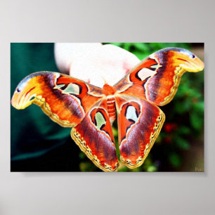 Poster Géant Atlas Moth