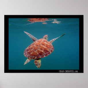 Poster géant de la tortue de mer