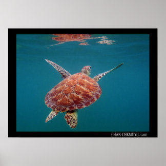Poster géant de la tortue de mer