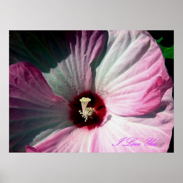Poster géant Hibiscus (Devant)